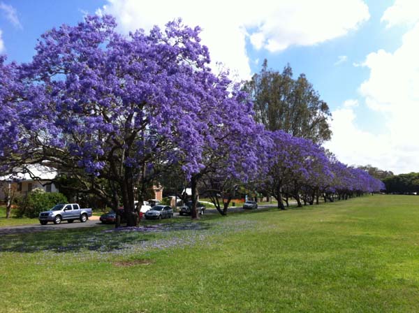 Jacaranda trees blooming in November in Brisbane.