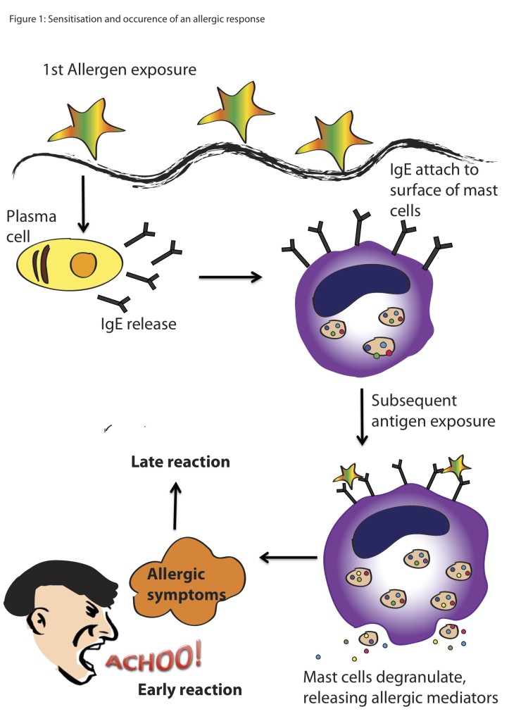 Figure 1. Allergen exposure causes secretion of IgE.  This leads to the release of allergic mediators (e.g., histamine),  causing allergic symptoms that can occur within seconds to minutes or hours. Constant exposure to the allergen could lead to chronic allergic reaction. Illustration by Sharrada Subramaniam.